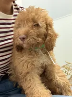        Archie, a male Cockapoo and Poodle - Miniature  for sale in Rosenberg, TX – 3 of 9