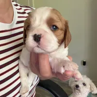 AKC Max, a male Cavalier King Charles Spaniel for sale in Rosenberg, TX – 5 of 7