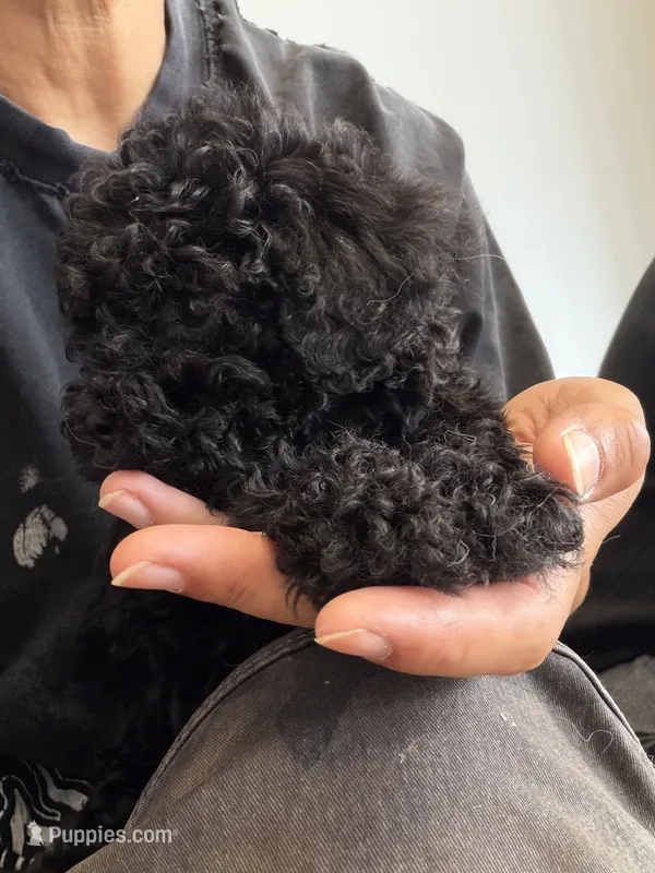 oreo – Bichon Frise, Poodle - Toy  puppy for sale in Rosenberg, TX