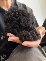 oreo, a male Bichon Frise and Poodle - Toy  for sale in Rosenberg, TX – 1 of 7