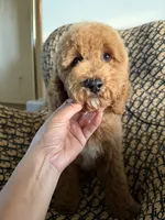 qiqi, a male Cockapoo and Poodle - Miniature  for sale in Rosenberg, TX – 4 of 9