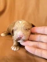Max, a male Cockapoo for sale in Rosenberg, TX – Photo 3 of 7