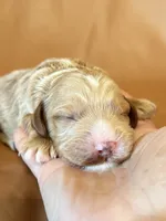 Max, a male Cockapoo for sale in Rosenberg, TX – Photo 4 of 7