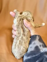 Max, a male Cockapoo for sale in Rosenberg, TX – Photo 6 of 7