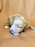 Max, a male Cockapoo for sale in Rosenberg, TX – Photo 2 of 7