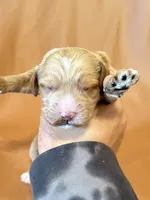 Max, a male Cockapoo for sale in Rosenberg, TX – Photo 7 of 7