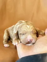 Max, a male Cockapoo for sale in Rosenberg, TX – Photo 1 of 7