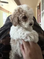     Brownie, a male Bichon Frise and Cockapoo for sale in Rosenberg, TX – 4 of 8