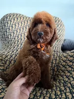 Peanut, a male Cockapoo and Poodle - Miniature  for sale in Rosenberg, TX – 4 of 10