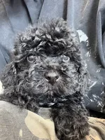 toby, a male Bichon Frise and Poodle - Toy  for sale in Rosenberg, TX – 3 of 6