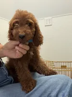     Cooper, a male Cockapoo and Poodle - Miniature  for sale in Rosenberg, TX – 7 of 8