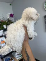 ollie, a male Bichon Frise and Poodle - Toy  for sale in Rosenberg, TX – 5 of 5