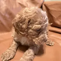 Sam, a male Cockapoo and Poodle - Toy  for sale in Rosenberg, TX – Photo 2 of 9