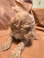 Sam, a male Cockapoo and Poodle - Toy  for sale in Rosenberg, TX – Photo 2 of 9