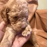 Sam, a male Cockapoo and Poodle - Toy  for sale in Rosenberg, TX – Photo 6 of 9
