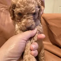 Sam, a male Cockapoo and Poodle - Toy  for sale in Rosenberg, TX – Photo 1 of 9