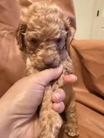 Sam, a male Cockapoo and Poodle - Toy  for sale in Rosenberg, TX – Photo 1 of 9