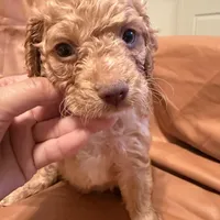 Sam, a male Cockapoo and Poodle - Toy  for sale in Rosenberg, TX – Photo 7 of 9