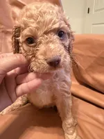 Sam, a male Cockapoo and Poodle - Toy  for sale in Rosenberg, TX – Photo 7 of 9