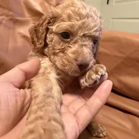 Sam, a male Cockapoo and Poodle - Toy  for sale in Rosenberg, TX – Photo 3 of 9