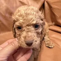 Sam, a male Cockapoo and Poodle - Toy  for sale in Rosenberg, TX – Photo 8 of 9