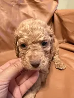 Sam, a male Cockapoo and Poodle - Toy  for sale in Rosenberg, TX – Photo 8 of 9