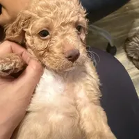 Sam, a male Cockapoo and Poodle - Toy  for sale in Rosenberg, TX – Photo 9 of 9