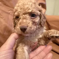 Sam, a male Cockapoo and Poodle - Toy  for sale in Rosenberg, TX – Photo 5 of 9