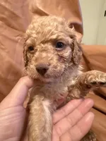 Sam, a male Cockapoo and Poodle - Toy  for sale in Rosenberg, TX – Photo 5 of 9
