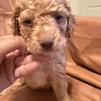 Sam, a male Cockapoo and Poodle - Toy  for sale in Rosenberg, TX – Photo 4 of 9