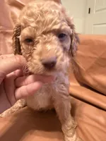 Sam, a male Cockapoo and Poodle - Toy  for sale in Rosenberg, TX – Photo 4 of 9