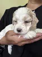 bear, a male Bichon Frise and Cockapoo for sale in Rosenberg, TX – 2 of 6