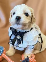 coco, a female Bichon Frise and Cockapoo for sale in Rosenberg, TX – Photo 6 of 9