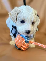 coco, a female Bichon Frise and Cockapoo for sale in Rosenberg, TX – Photo 4 of 9