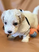 coco, a female Bichon Frise and Cockapoo for sale in Rosenberg, TX – Photo 8 of 9