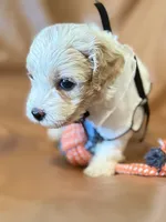 coco, a female Bichon Frise and Cockapoo for sale in Rosenberg, TX – Photo 2 of 9