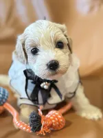 coco, a female Bichon Frise and Cockapoo for sale in Rosenberg, TX – Photo 9 of 9