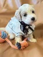 coco, a female Bichon Frise and Cockapoo for sale in Rosenberg, TX – Photo 1 of 9