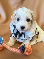 coco, a female Bichon Frise and Cockapoo for sale in Rosenberg, TX – Photo 5 of 9