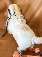 coco, a female Bichon Frise and Cockapoo for sale in Rosenberg, TX – Photo 3 of 9