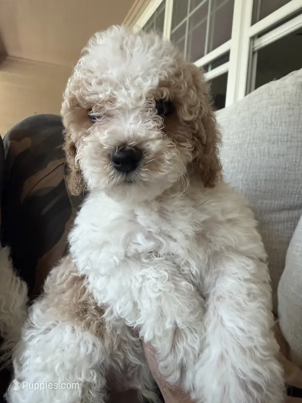     Brownie – Bichon Frise, Cockapoo puppy for sale in Rosenberg, TX