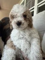     Brownie, a male Bichon Frise and Cockapoo for sale in Rosenberg, TX – 1 of 8