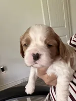 AKC Max, a male Cavalier King Charles Spaniel for sale in Rosenberg, TX – 6 of 7