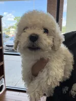 ollie, a male Bichon Frise and Poodle - Toy  for sale in Rosenberg, TX – 2 of 5