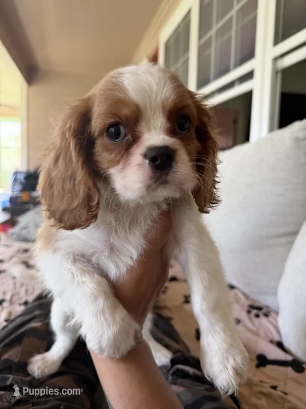 AKC Buddy – Cavalier King Charles Spaniel puppy for sale in Rosenberg, TX