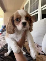 AKC Buddy, a male Cavalier King Charles Spaniel for sale in Rosenberg, TX – 2 of 9