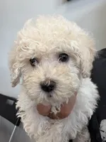 candy, a female Bichon Frise and Poodle - Toy  for sale in Rosenberg, TX – 3 of 7