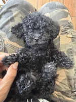 oreo, a male Bichon Frise and Poodle - Toy  for sale in Rosenberg, TX – 7 of 7