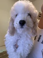     Teddy, a male Bichon Frise and Cockapoo for sale in Rosenberg, TX – 6 of 10