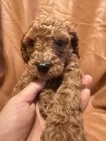 Jack , a male Cockapoo and Poodle - Miniature  for sale in Rosenberg, TX – Photo 5 of 7